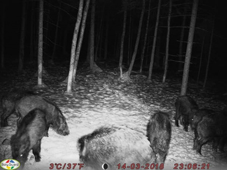 ����������� Boly Guard BG636-48M