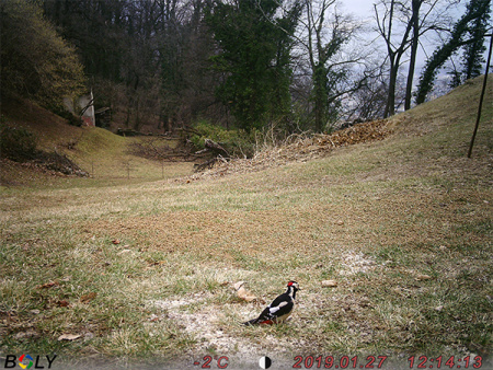  Boly Guard BG310-M 18MP (4G/LTE)