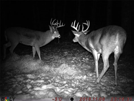 ����������� Boly Guard BG636-48M