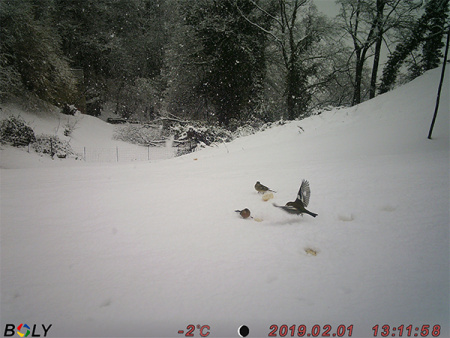  Boly Guard BG310-M 18MP (4G/LTE)